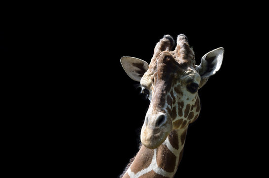 511 Best アミメキリン Images Stock Photos Vectors Adobe Stock