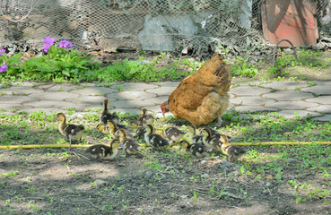 Hen with ducklings 1