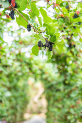 Mulberries on the orchard farm
