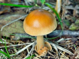 Mushroom (Amanita fulva) 3