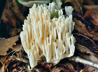 Edible mushroom (Clavulina coralloides) 1