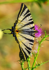 Closeup beautiful butterfly in a summer garden