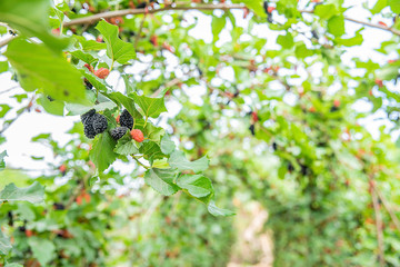 Mulberries on the orchard farm