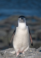 Closeup of a Chinstrap penguin in Esperanza base, a permanent Argentine research station on the Antarctic Peninsula