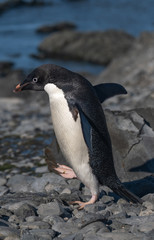 Fototapeta premium A Gentoo penguin descends to the beach to feed, Esperanza base, Antarctic Peninsula