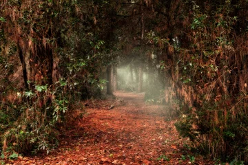 Fototapeten dunkle Passage durch den Wald mit Licht am Ende des Tunnels © ermess
