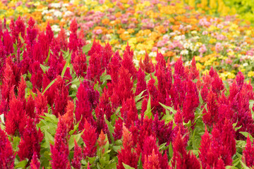 Red flowers blooming in garden, (Celosia flower or Cockscomb)