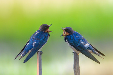 Barn Swallow and  beautiful green background