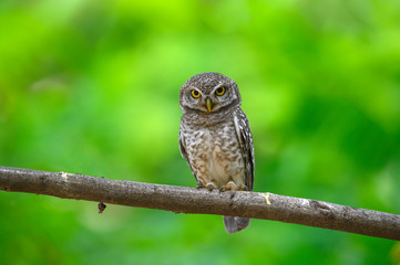 Spotted owlet perched on a branch