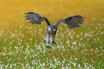 Spotted owlet hovering in their prey