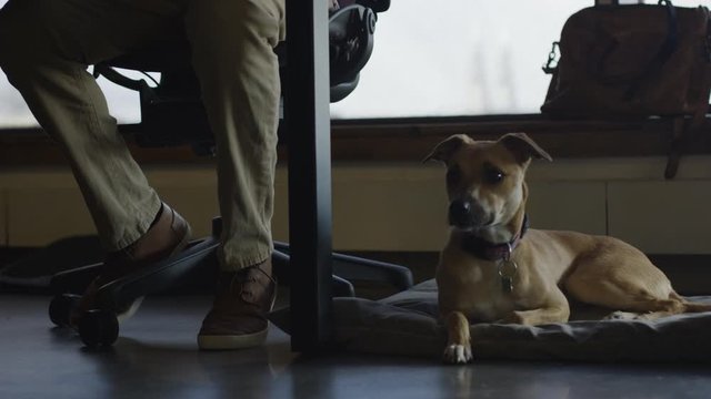 An african american man brings his dog to work at his high tech job