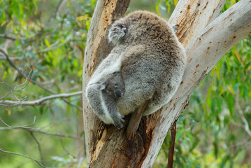 Australian female koala bear with a baby sleeping on a branch of eucalyptus tree in Victoria, Australia. © Dmitry Chulov
