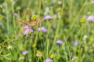 Beautiful butterfly feeding on a bright pink flower closeup. Macro butterfly against blue sky. Butterfly on a spring flower among the field