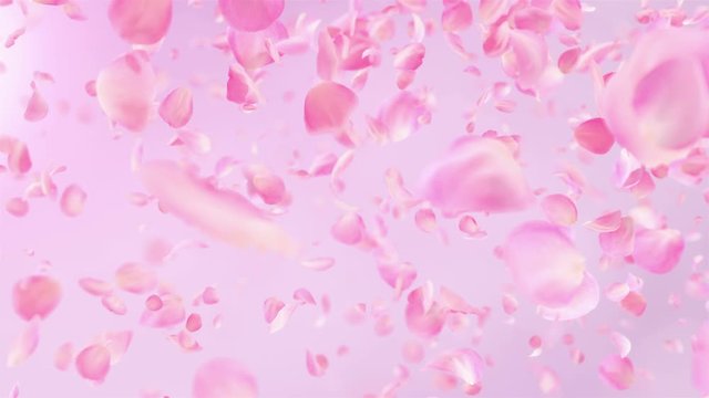 Pink Rose Petals falling loopable background in 4K