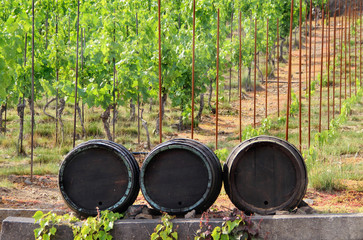 Vineyard with wine barrels