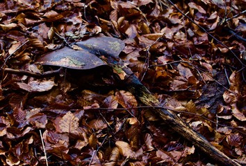 Verwitterte Schaufel mit Herbstlaub