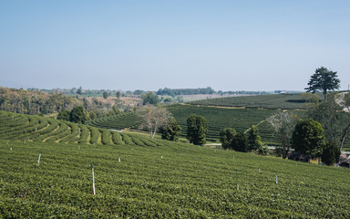 Landscape image of highland tea plantations