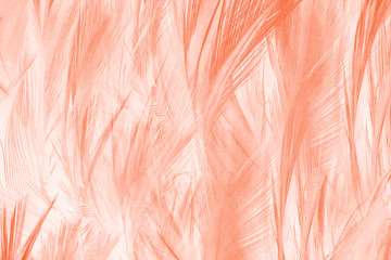 Fototapeta premium Beautiful orange-white colors trend feather texture background, trends color