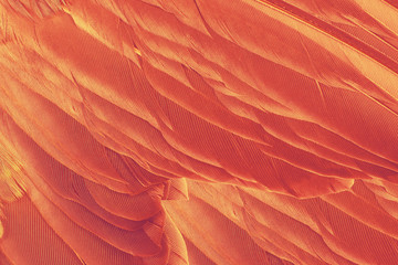 Beautiful orange colors trend feather texture background, trends color 