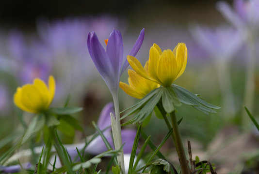 Krokusse und Winterlinge auf Fr&uuml;hlingswiesen im Garten, Park oder in der Natur