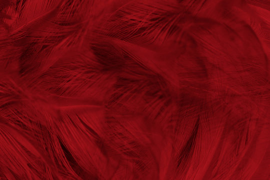 Beautiful dark red maroon feather pattern  texture background