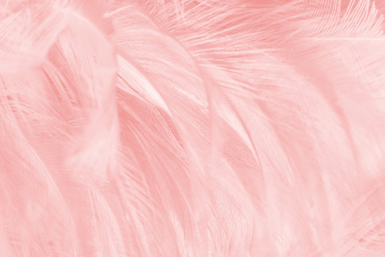 Beautiful soft pink color trends wool feather pattern texture background