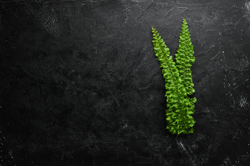 Fern leaves on black stone background. Tropical leaf. Top view. Free space for your text.