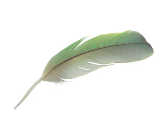 Fototapeta na wymiar Beautiful green macaw parrot lovebird feather isolated on white background