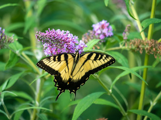 Papilio glaucus, eastern tiger swallowtail,