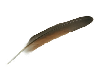 Beautiful  eagle feather isolated on white background