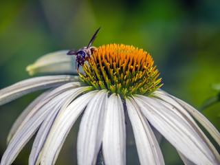 Echinacea flower in spring