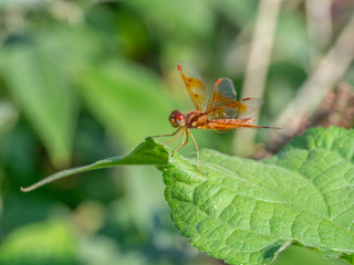 Dragonfly in garden
