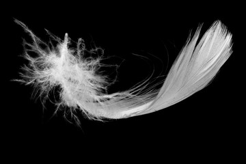 Beautiful white feather floating in air isolated on black background