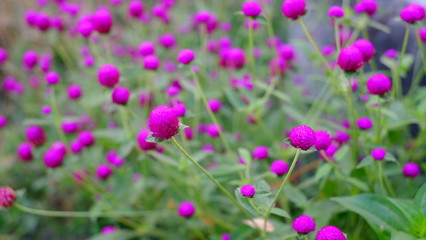 Beautiful purple flowers  on green leave  background in Swamp