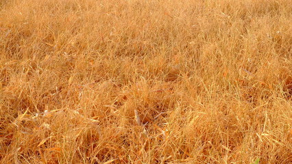 Yellow rice fields in the hot weather months.