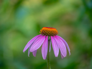 Echinacea flower in spring