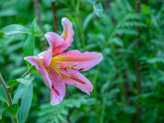 Daylily in garden in summer