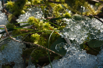 muschio circondato da una formazione di ghiaccio