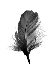 Beautiful black feather isolated on white background