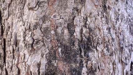 Wood skin taxture and wood taxture detail of surface is identity