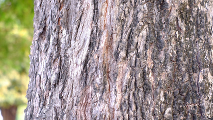 Wood skin taxture and wood taxture detail of surface is identity