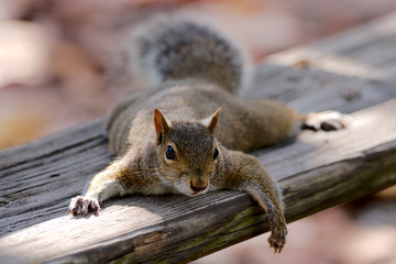 Grauhörnchen