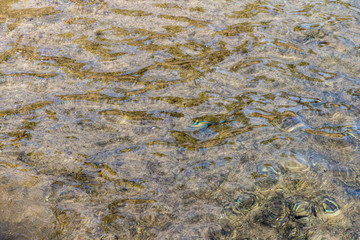 Coral under clear water. Abstract marine background. Blurry