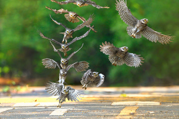 Spotted owlet hovering in their prey