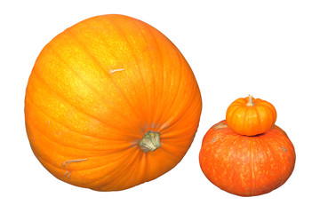 three colorful orange ripe pumpkins, different sizes. Isolated