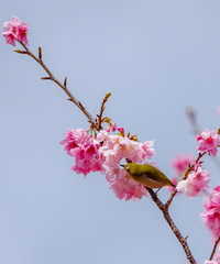 桜とメジロ