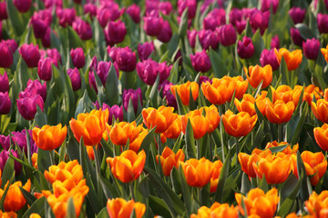 orange and purple tulip field in spring 