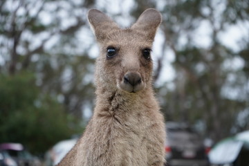 kangaroo