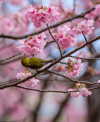 桜とメジロ