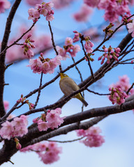 桜とメジロ